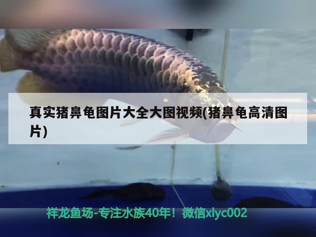 真實豬鼻龜圖片大全大圖視頻(豬鼻龜高清圖片)