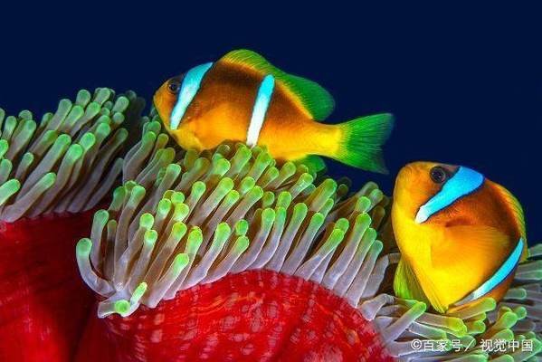 沒用的魚缸diy改造（沒用的魚缸diy改造方案）