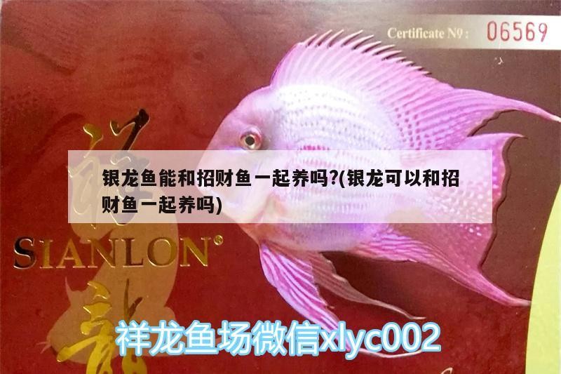 銀龍魚能和招財魚一起養嗎?(銀龍可以和招財魚一起養嗎)