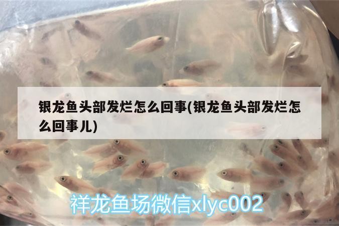銀龍魚頭部發爛怎么回事(銀龍魚頭部發爛怎么回事兒)