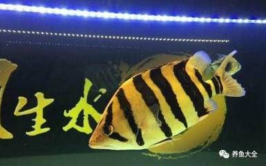 虎魚長(zhǎng)多大才不躲起來(lái)：虎魚的膽子和性格特點(diǎn)可能會(huì)對(duì)其是否躲藏產(chǎn)生影響