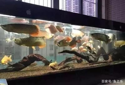 虎魚長(zhǎng)多大才不躲起來(lái)：虎魚的膽子和性格特點(diǎn)可能會(huì)對(duì)其是否躲藏產(chǎn)生影響