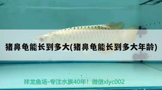 豬鼻龜腐皮病怎么治：豬鼻龜爛甲腐皮怎么辦