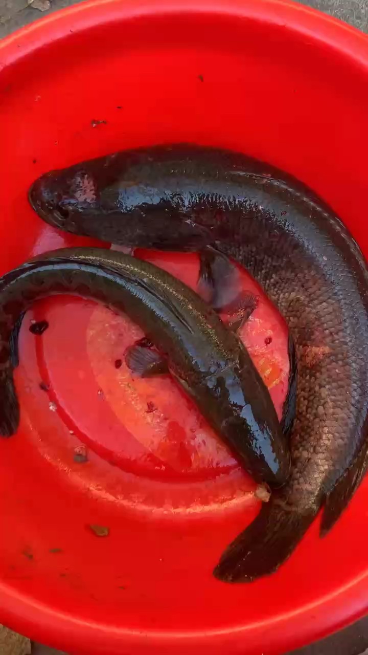 魚缸用增氧泵價格是多少:魚缸增氧機-xtrac增氧機-xtrac增氧機 給猛魚喂食了 龍魚論壇 給猛魚喂食了 給猛魚喂食了 龍魚論壇