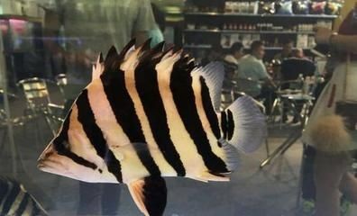 小虎魚怎么喂：小虎魚怎么喂養