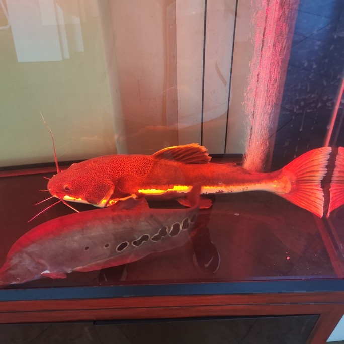 巖漿招財(cái)貓