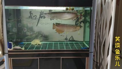 魟魚內寄：魟魚內寄怎么辦