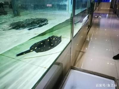 魟魚內寄：魟魚內寄怎么辦