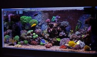 紅龍魚用頂燈還是側燈：紅龍魚發色技巧和方法