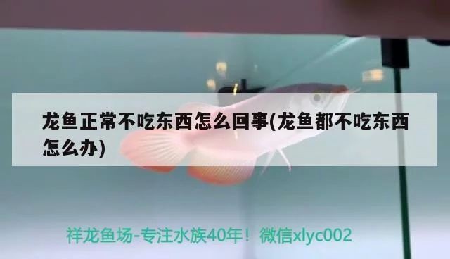 龍魚都不吃東西怎么辦vs祥龍魚場：龍魚不吃東西的原因以及解決方法