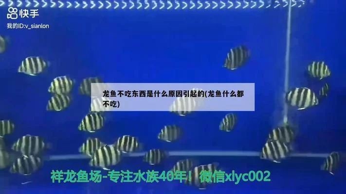 龍魚都不吃東西怎么辦vs祥龍魚場：龍魚不吃東西的原因以及解決方法