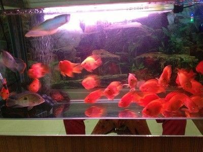 90厘米的魚缸適合養(yǎng)多大的魚：90厘米的魚缸適合養(yǎng)多大的魚？