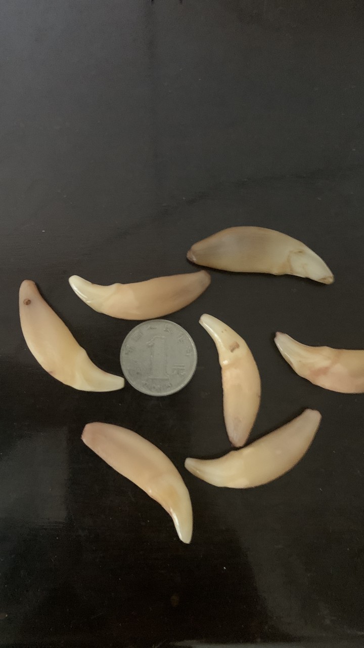 俄羅斯雅庫特草原的狼牙 龍魚論壇 第2張 俄羅斯雅庫特草原的狼牙 俄羅斯雅庫特草原的狼牙 龍魚論壇 第2張
