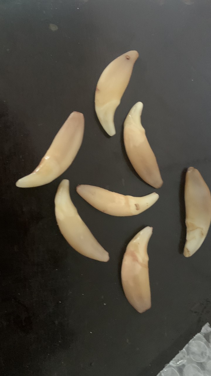 俄羅斯雅庫特草原的狼牙 龍魚論壇 第3張 俄羅斯雅庫特草原的狼牙 俄羅斯雅庫特草原的狼牙 龍魚論壇 第3張