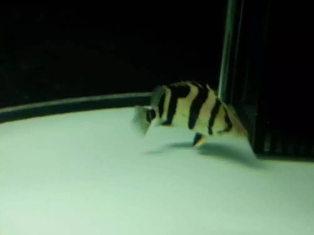 虎魚包脖長大了就會斷嗎：虎魚包脖長大了會斷嗎