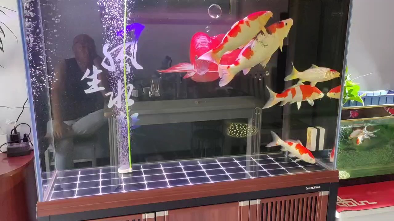 愛在深秋，水溫低了，注意調整喂食