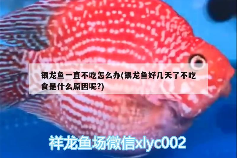 銀龍魚一直不吃怎么辦(銀龍魚好幾天了不吃食是什么原因呢?)