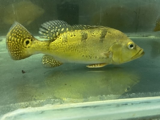 家里養(yǎng)什么魚好吸風(fēng)水旺財：家里養(yǎng)什么魚好吸風(fēng)水旺財呢