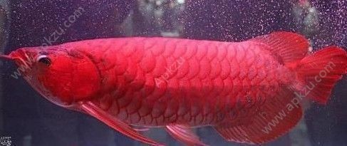 世界上最貴的血紅龍魚價格是多少：世界上最貴的血紅龍魚價格可以達到數十萬人民幣