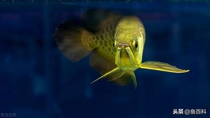 魟魚和龍魚混養,魟魚吃不到