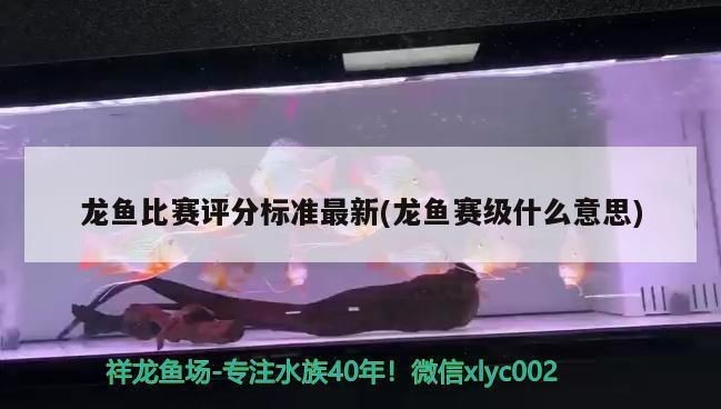 紅龍魚比賽的審美標準是：如何挑選比賽級紅龍魚