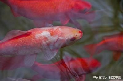 紅白錦鯉魚，養(yǎng)殖紅白錦鯉魚需要注意以下幾點養(yǎng)殖紅白錦鯉魚需要注意