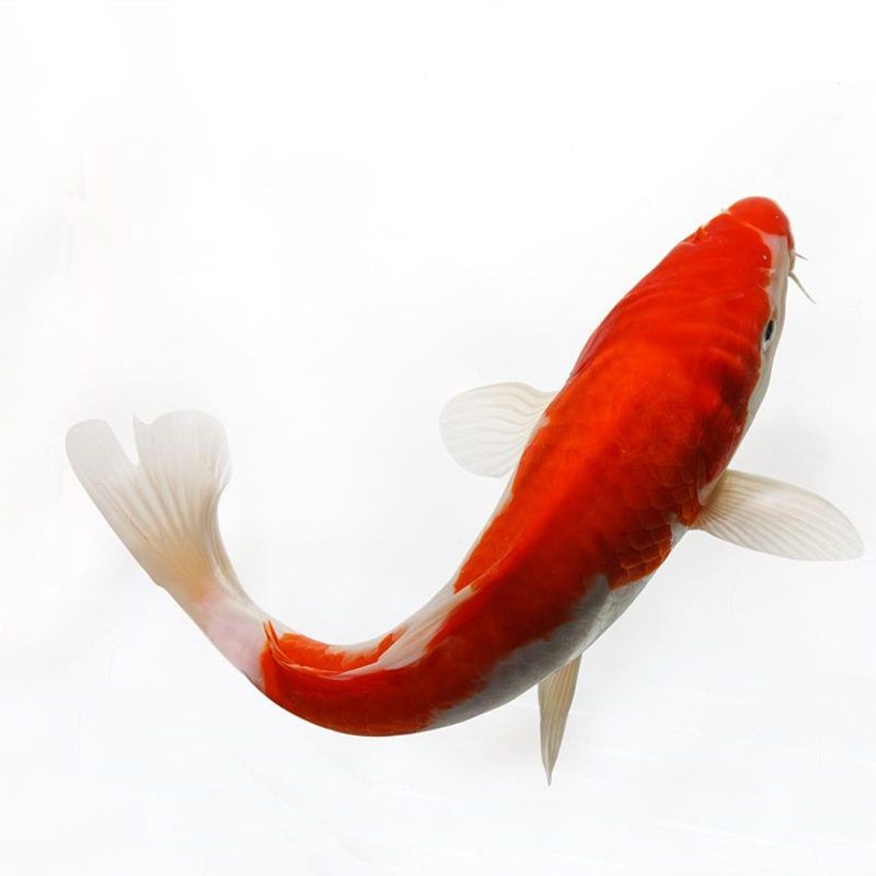 紅白錦鯉魚，養(yǎng)殖紅白錦鯉魚需要注意以下幾點養(yǎng)殖紅白錦鯉魚需要注意