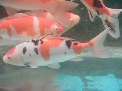 紅白錦鯉魚，養(yǎng)殖紅白錦鯉魚需要注意以下幾點養(yǎng)殖紅白錦鯉魚需要注意