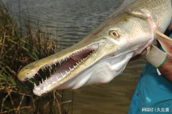 家里養(yǎng)幾條招財魚好：家里養(yǎng)幾條招財魚好呢