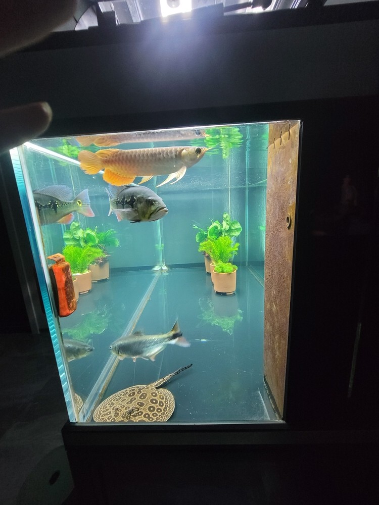 假的大湖魚