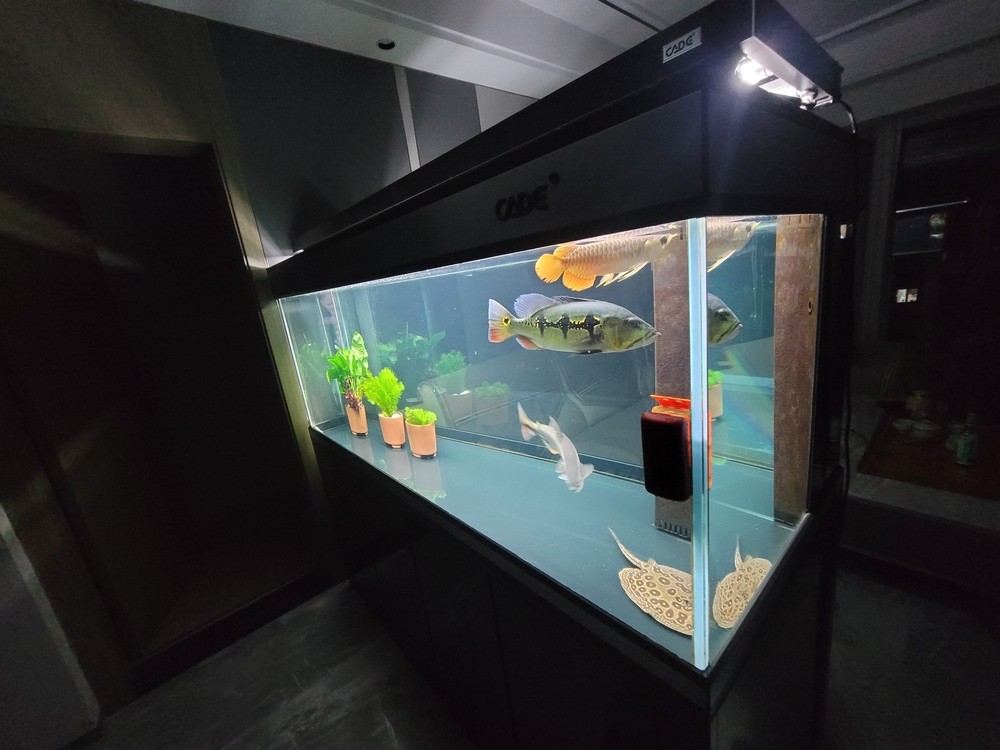 假的大湖魚