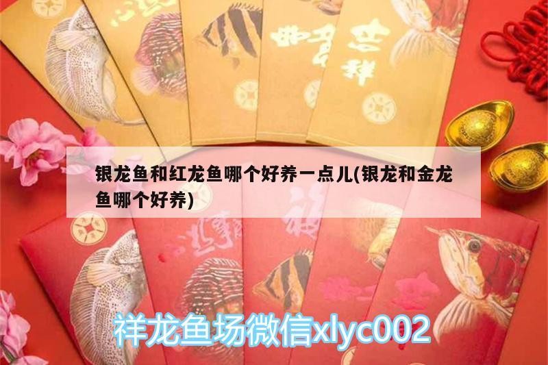 銀龍魚和紅龍魚哪個好養一點兒(銀龍和金龍魚哪個好養)