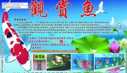家里養的銀龍魚死了預示著什么：家里養的銀龍魚死了預示著什么意思