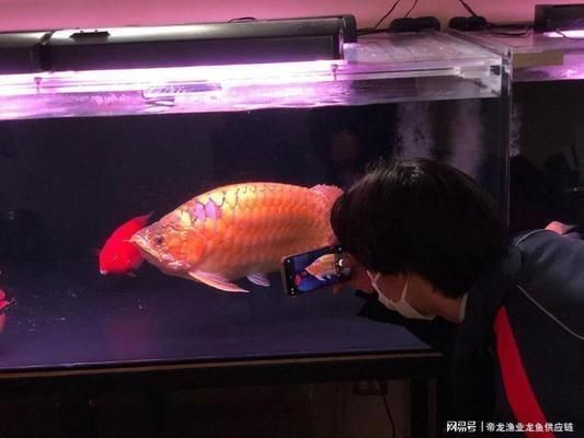 龍魚品相鑒別vs祥龍魚場：祥龍魚場龍魚品相鑒別