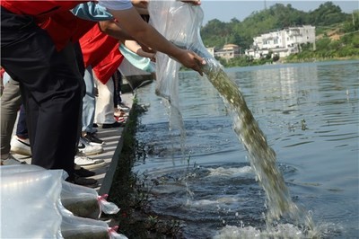 龍魚暴躁撞缸的原因，龍魚為什么會(huì)暴躁撞缸