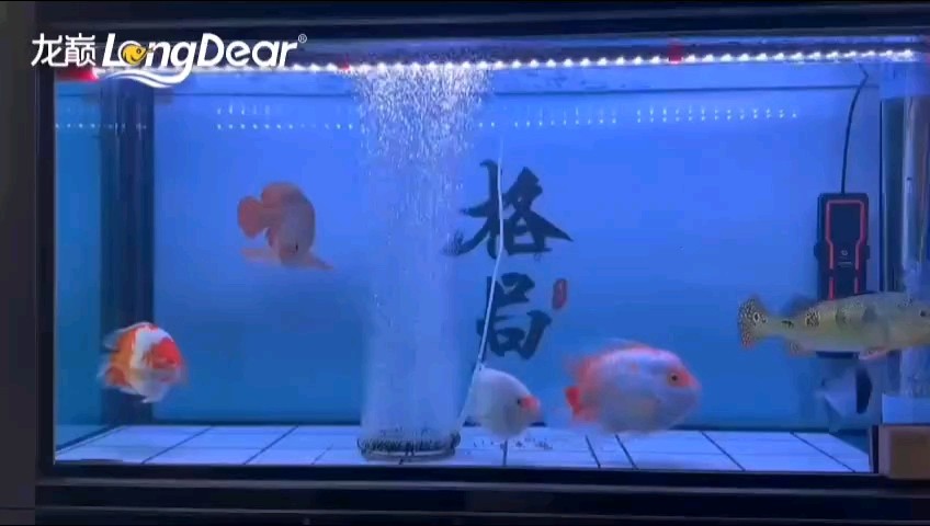 轉發551