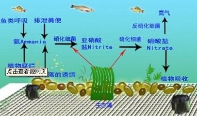 家里四口人養(yǎng)幾條魚好：家里四口人養(yǎng)幾條魚好呢