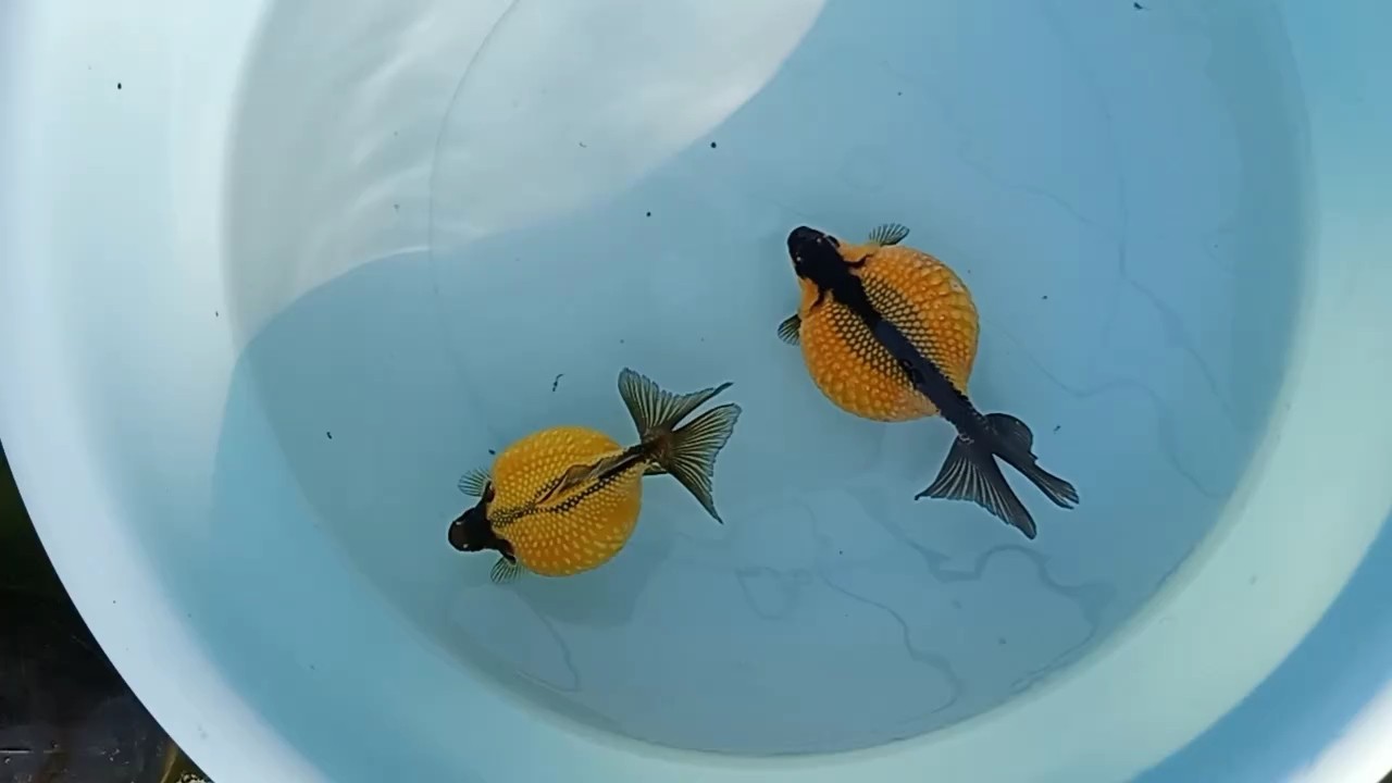武漢大體紅白珍珠