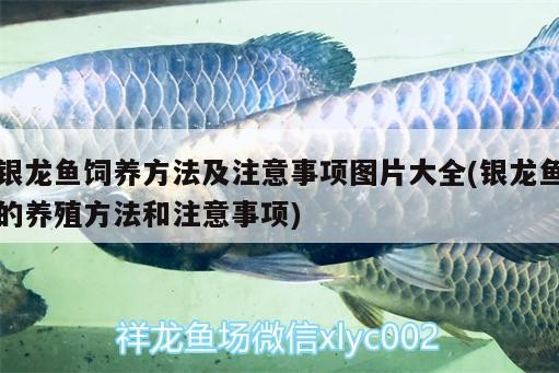 銀龍魚飼養方法及注意事項圖片大全(銀龍魚的養殖方法和注意事項)
