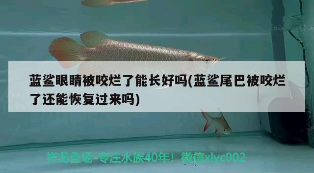 如何判斷魚類是否出現暗浮頭，如何判斷魚類是否嚴重浮頭