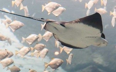 家里流水擺件需要天天開著嗎：家里流水擺件需要天天開著嗎為什么