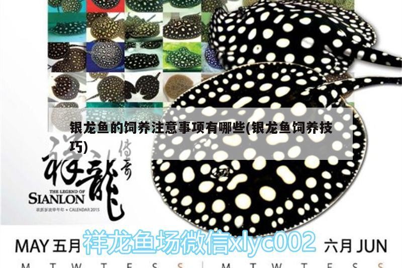 銀龍魚的飼養注意事項有哪些(銀龍魚飼養技巧)