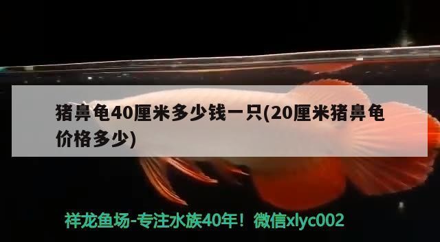 龍魚干蝦有營養(yǎng)嗎 豬鼻龜40厘米多少錢一只(20厘米豬鼻龜價格多少) 豬鼻龜百科 豬鼻龜40厘米多少錢一只(20厘米豬鼻龜價格多少) 豬鼻龜40厘米多少錢一只(20厘米豬鼻龜價格多少) 豬鼻龜百科