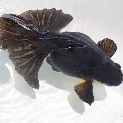 金龍魚發色環境要求：金龍魚發色的要求
