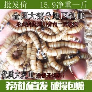 樂山龍魚vs祥龍魚場（樂山龍魚與祥龍魚場的優(yōu)勢）