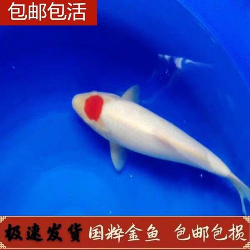 家里掛九魚圖有什么講究：九魚圖一般人不敢用