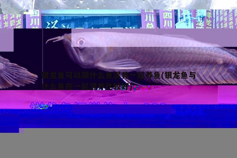 為什么銀龍魚便宜那么多(為什么銀龍魚不值錢)