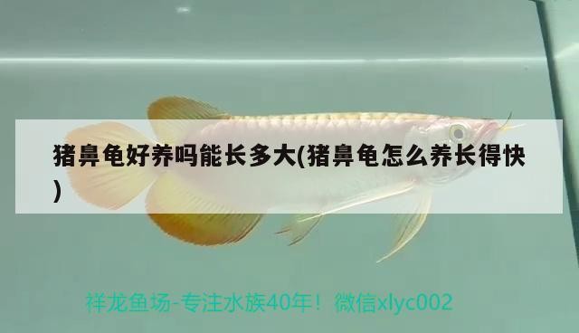 豬鼻龜好養(yǎng)嗎能長多大(豬鼻龜怎么養(yǎng)長得快)