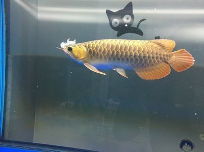 龍魚為啥不吃東西vs祥龍魚場：龍魚不吃東西可能由多種因素引起 龍魚為啥不吃東西vs祥龍魚場：龍魚不吃東西可能由多種因素引起 vs祥龍魚場 第3張