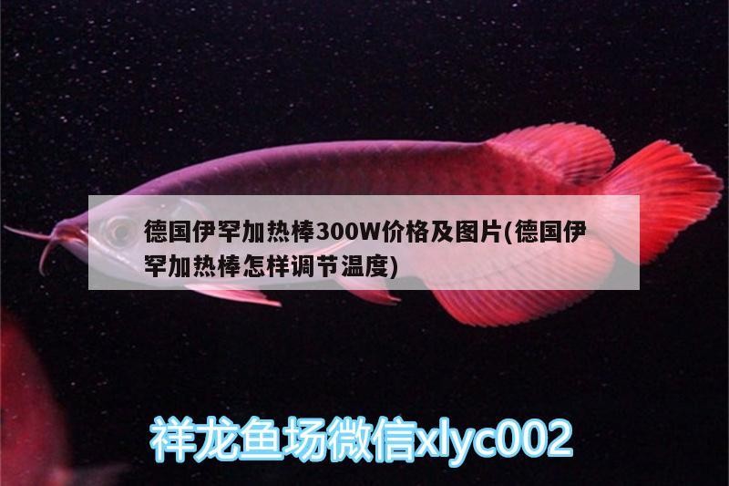 德國伊罕加熱棒300W價格及圖片(德國伊罕加熱棒怎樣調節溫度)